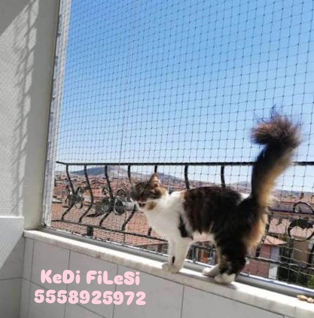 Kedi Filesi